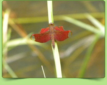 Fulvous forests skimmer