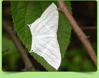 Swallow tail moth